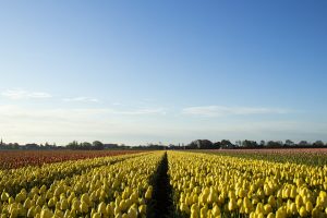 Lisse, the Netherlands