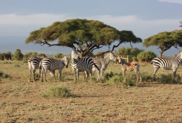 Masai Mara