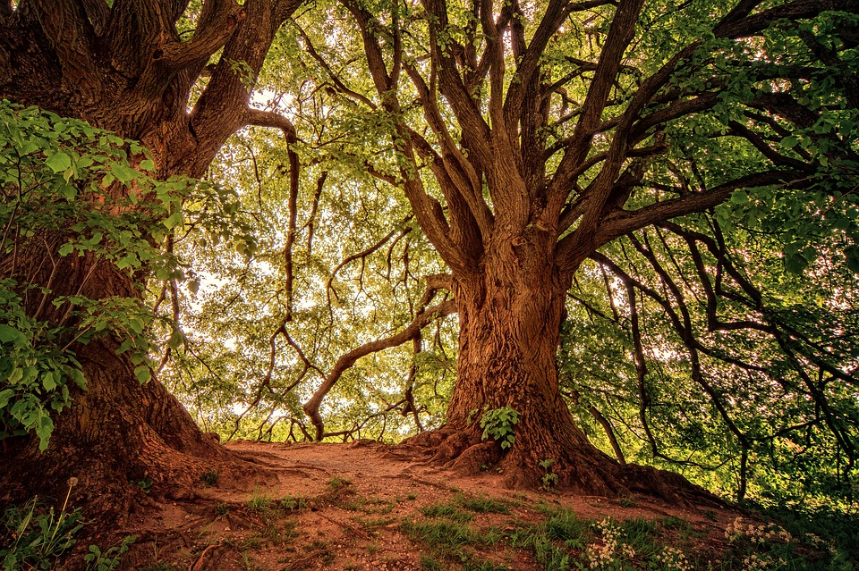 Mercadante Forest, Puglia