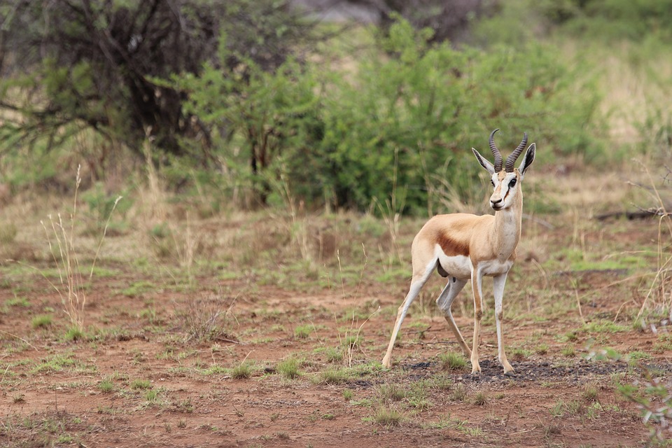 Pilanesberg National Park