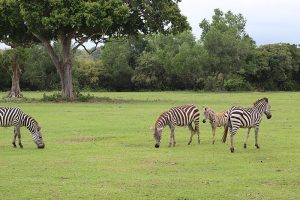 Safari Park