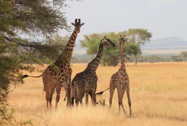 Serengeti Park