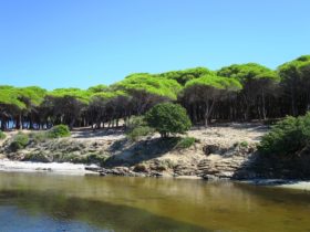 State Forest of Monte Limbara, Sardinia
