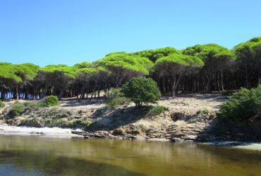 State Forest of Monte Limbara, Sardinia