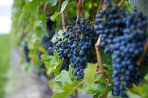 Tenuta-Santavenere-Tuscany