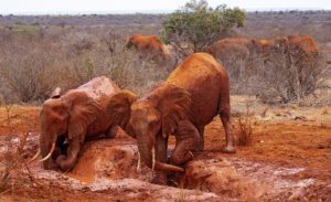 Tsavo East