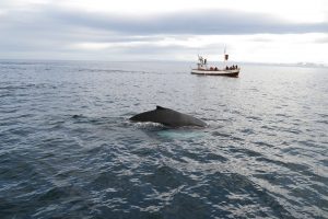 Joining a whale watching trip in Iceland
