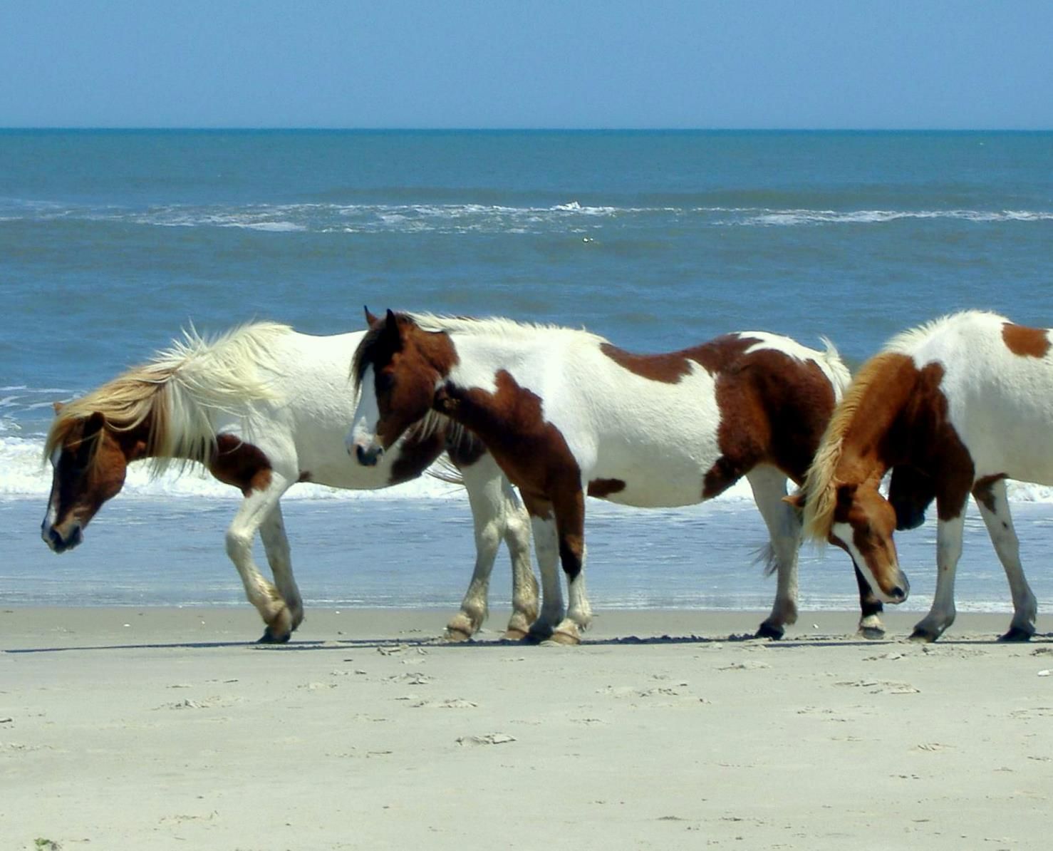 assateague island