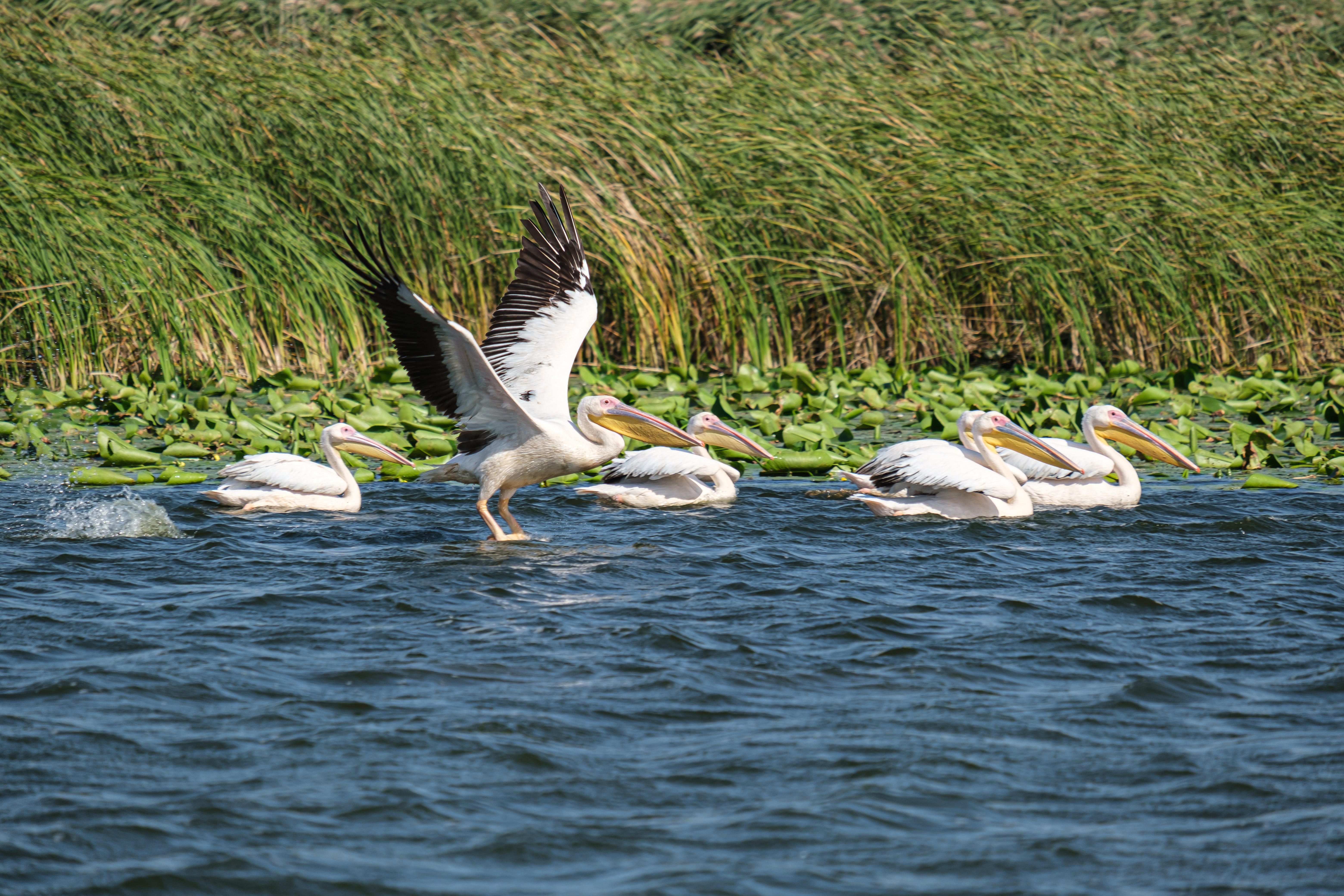 White Pelican on Green Grass Near Body of Water