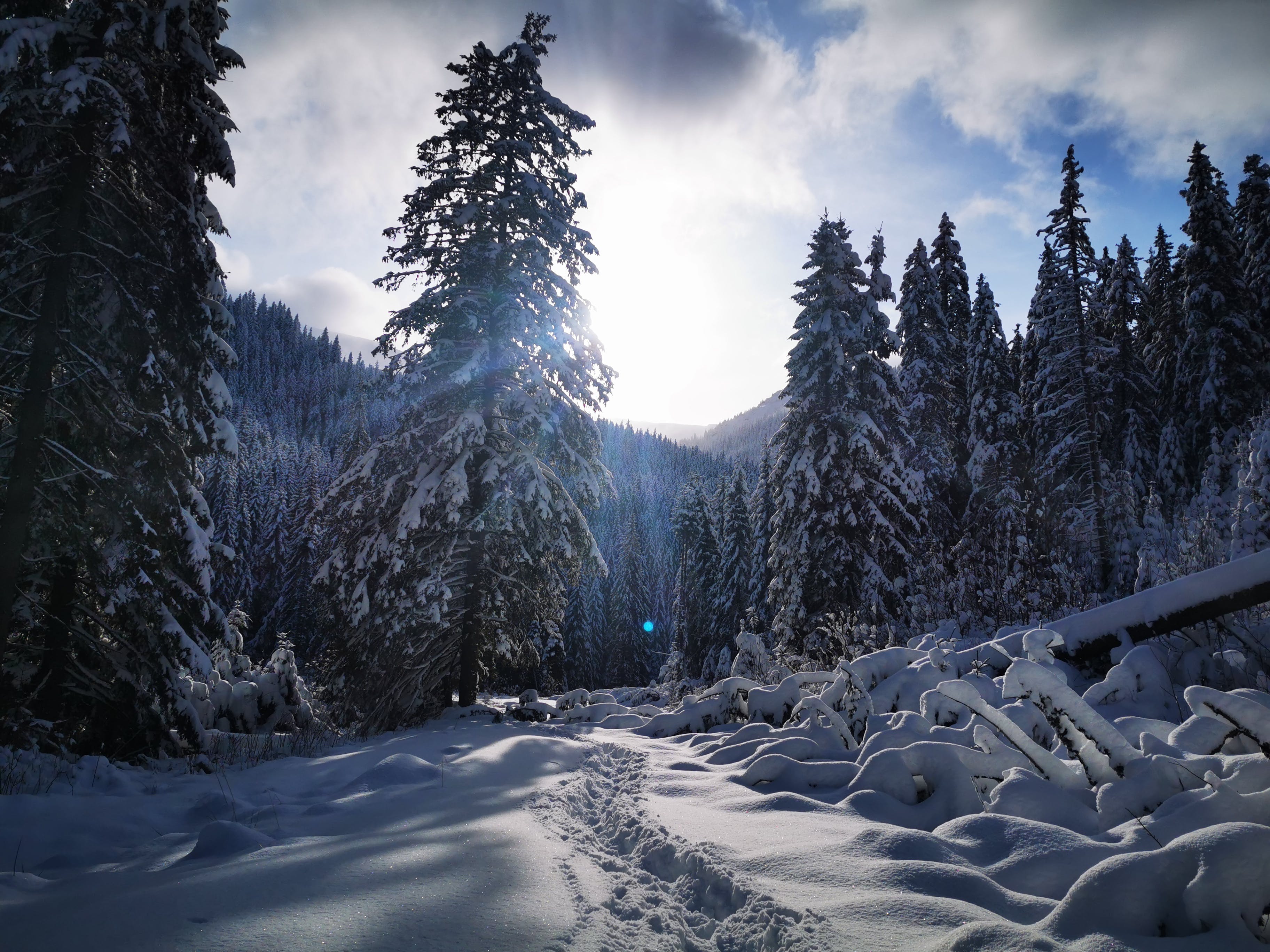 Free stock photo of cold, conifer, dawn