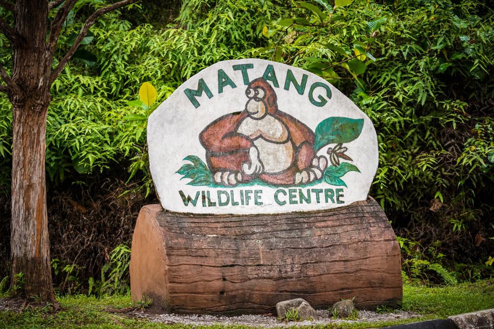 A rehabilitation center for orangutans and rainforest wildlife