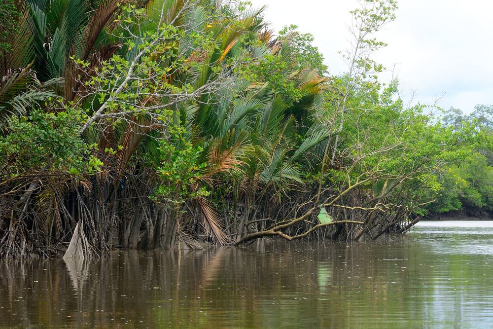Explore the spooky mangroves