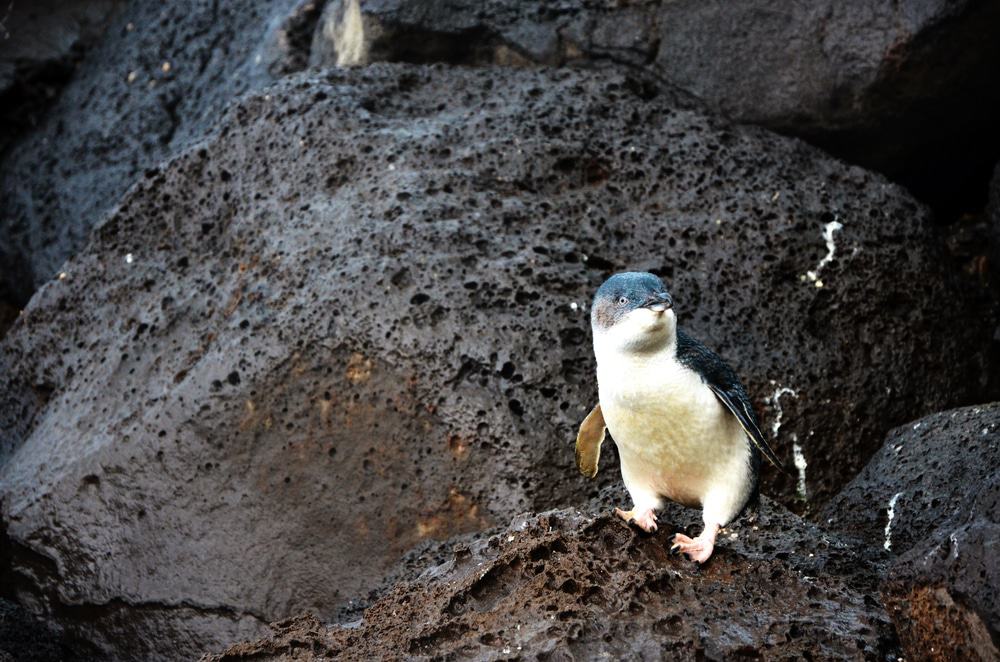 Go penguin-spotting at St Kilda