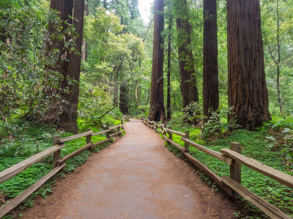 Muir Woods Tour from San Francisco