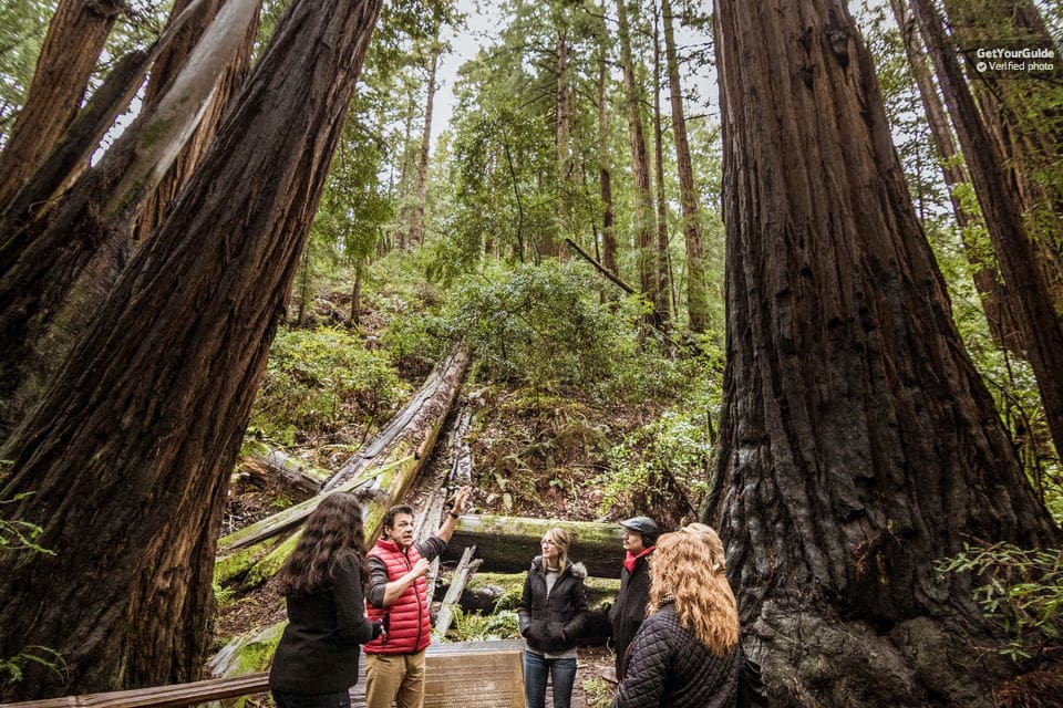 Redwoods and Wine Country Full-Day Tour