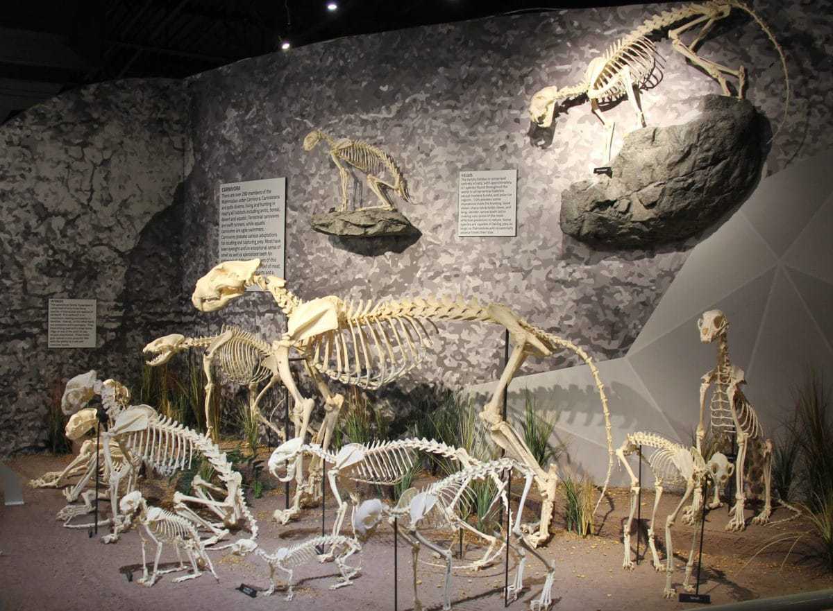Skeletons: Museum of Osteology