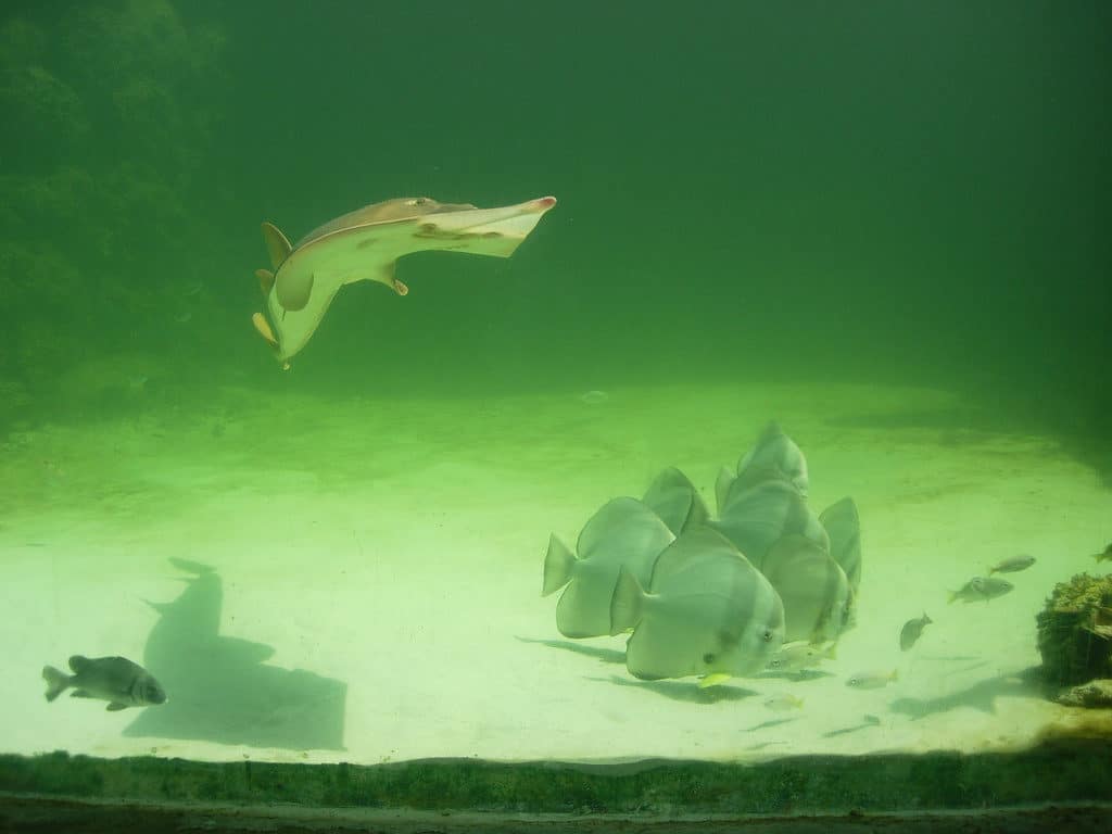 Admire the fish at the Green Connection Aquarium