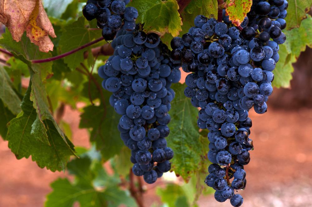 Attend a Wine Tasting at the Cooper-Garrod Estate Vineyards