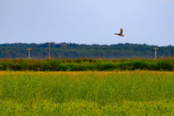 Bald Knob National Wildlife Refuge - TheBiteTour.com