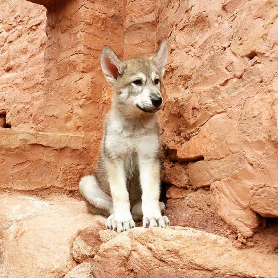 Colorado Wolf Adventures