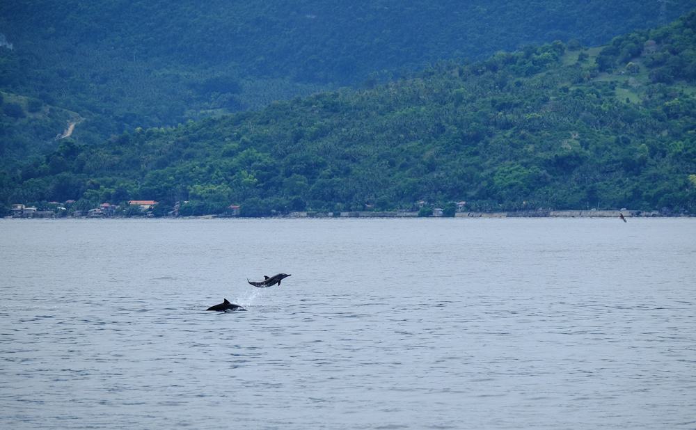 Dolphin Watching in Tanon Strait