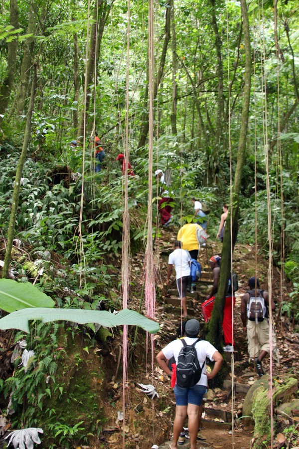 Explore the rainforest hiking trails