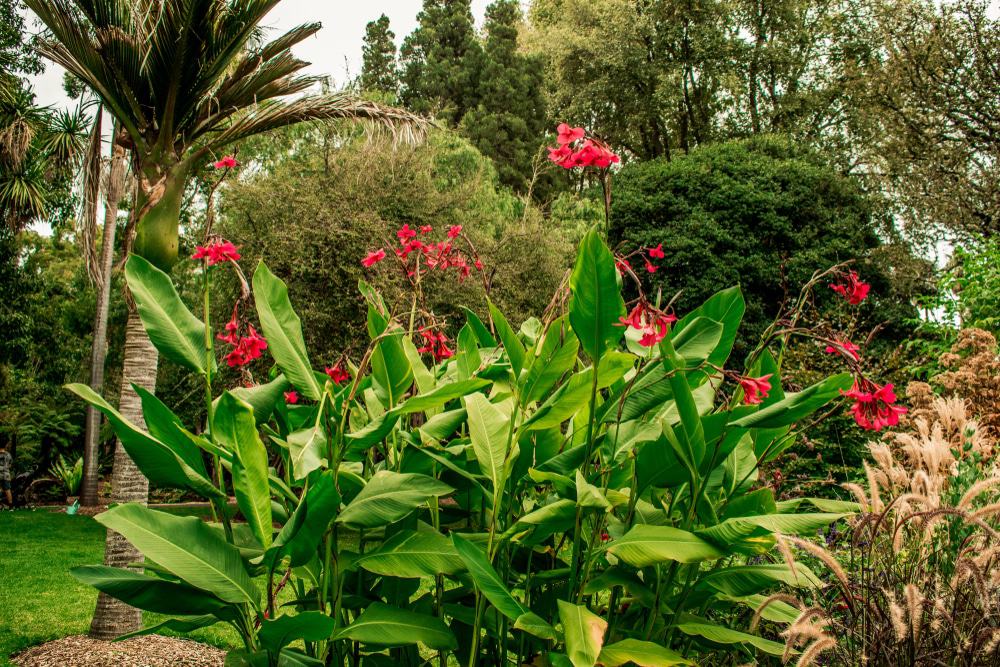 Geelong Botanical Gardens