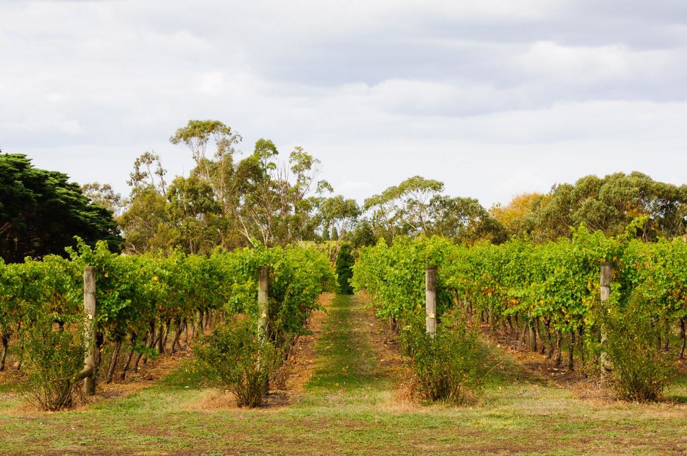 Geelong Wine Region