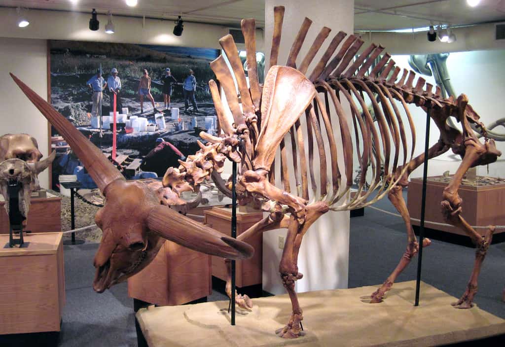 Idaho Museum of Natural History