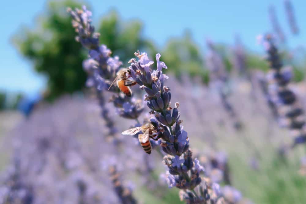 Indulge in everything lavender at Pageo Lavender Farm