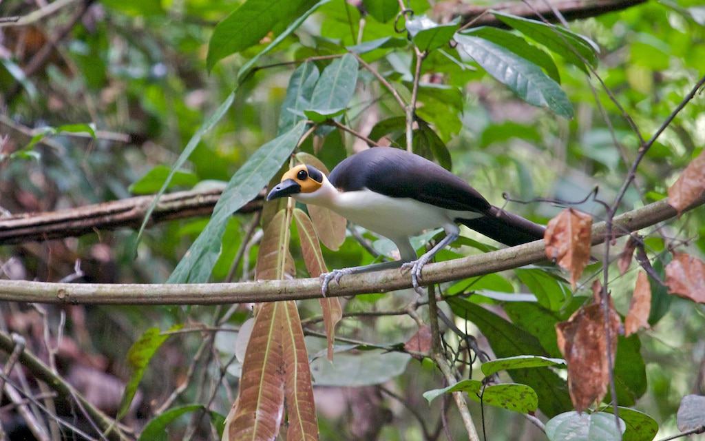 Kambui Hills Forest Reserve