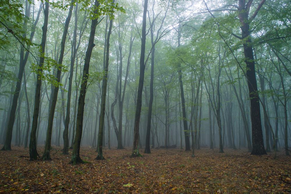 Łagiewnicki Forest