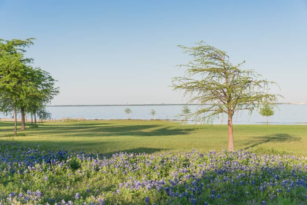 Make a beeline for the Lewisville Lake