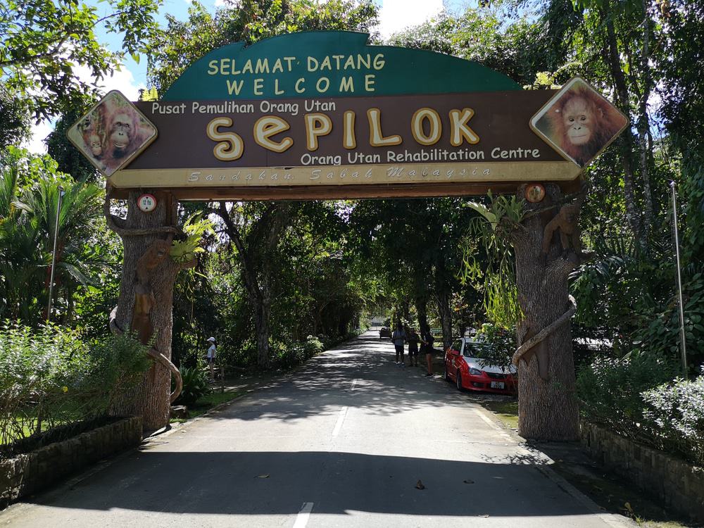 Meet orphaned orangutans at Sepilok Rehabilitation Center