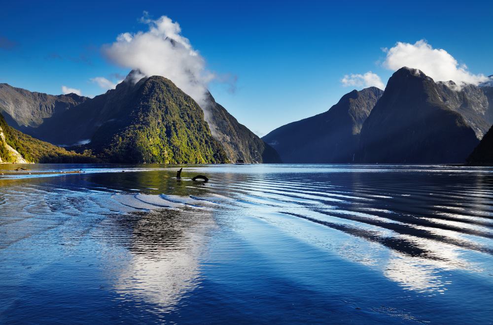 Milford Sound Nature Cruise, Underwater Observatory and Lunch