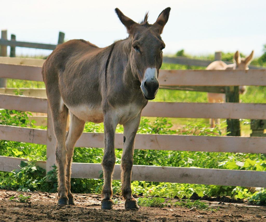 Mingle with donkeys