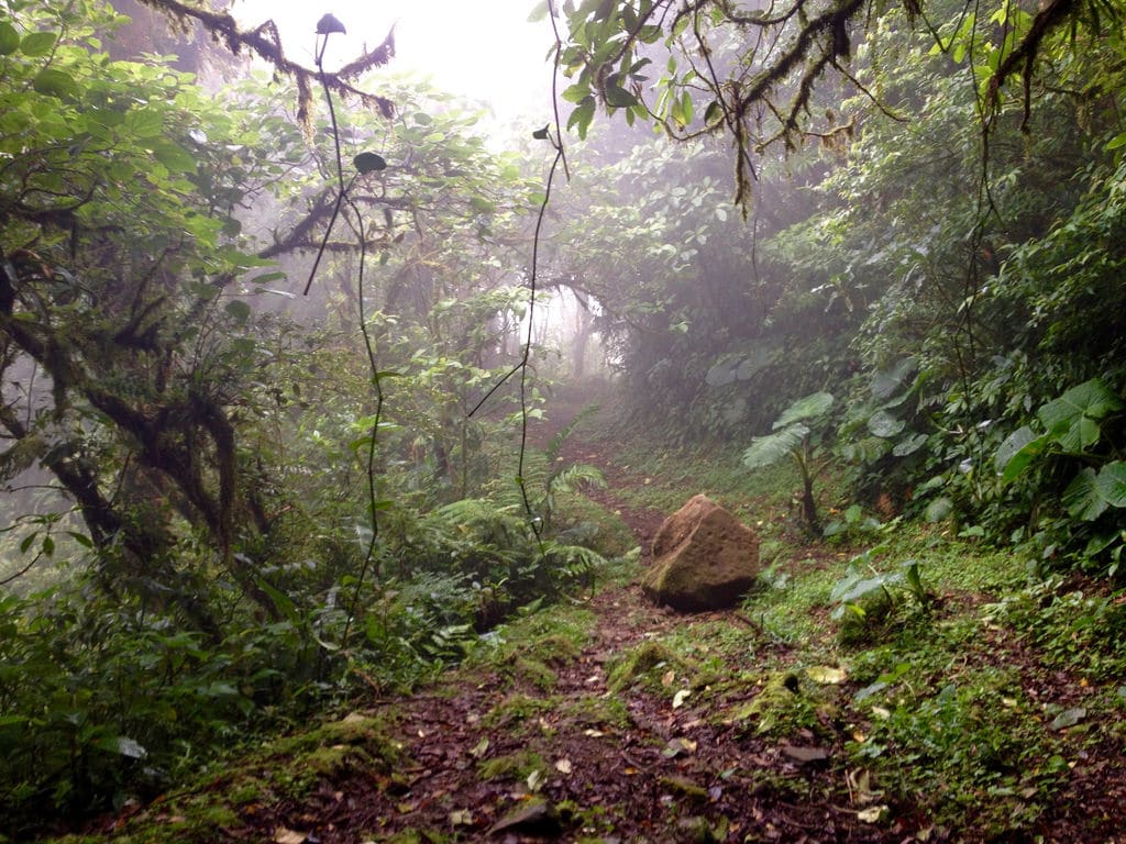 Monteverde Cloud Forest Reserve – Costa Rica