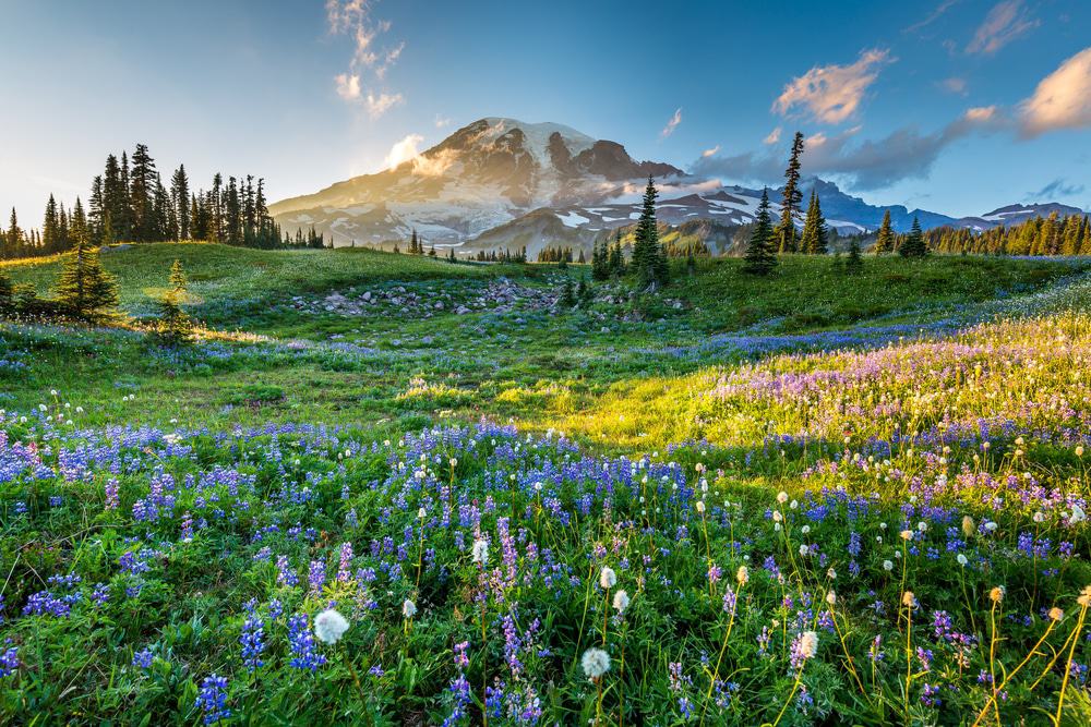 Mount Rainier National Park: 4-Day Backpacking Trip