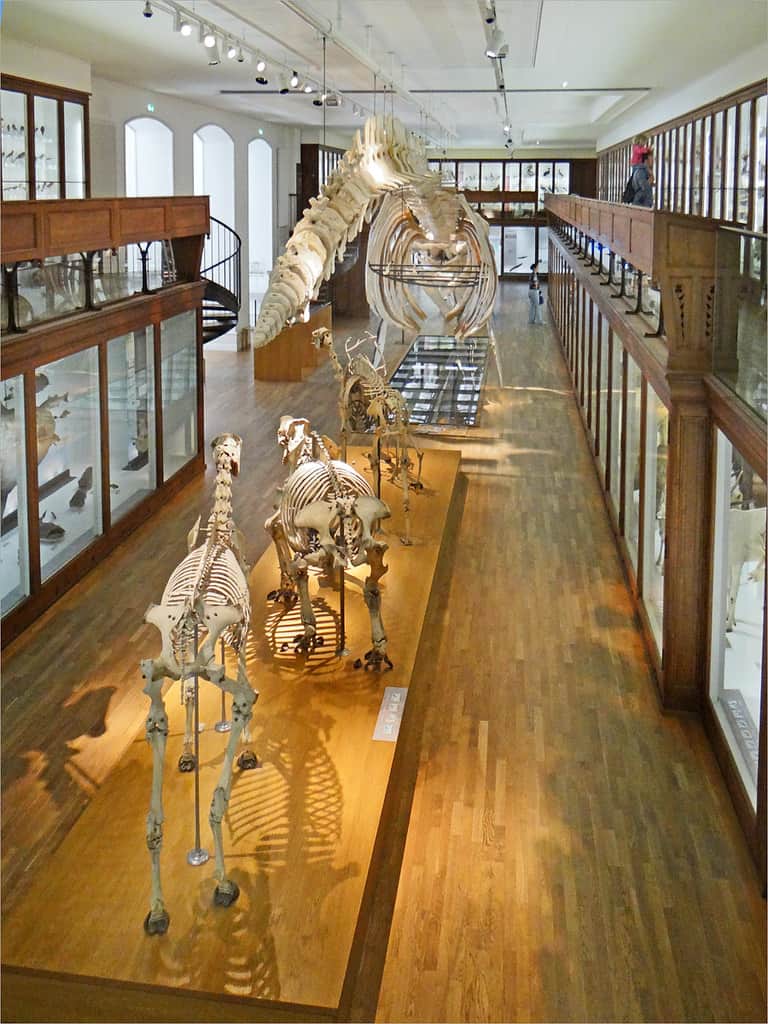 Muséum d’Histoire Naturelle