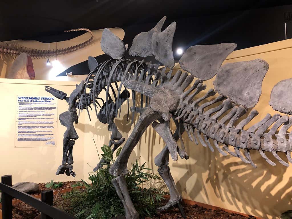Museum of Western Colorado – Dinosaur Journey