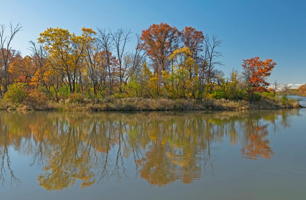 Ned Brown Forest Preserve (Busse Woods)