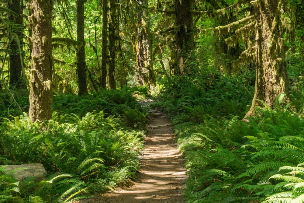 Olympic National Park Nature Lovers Tour from Seattle