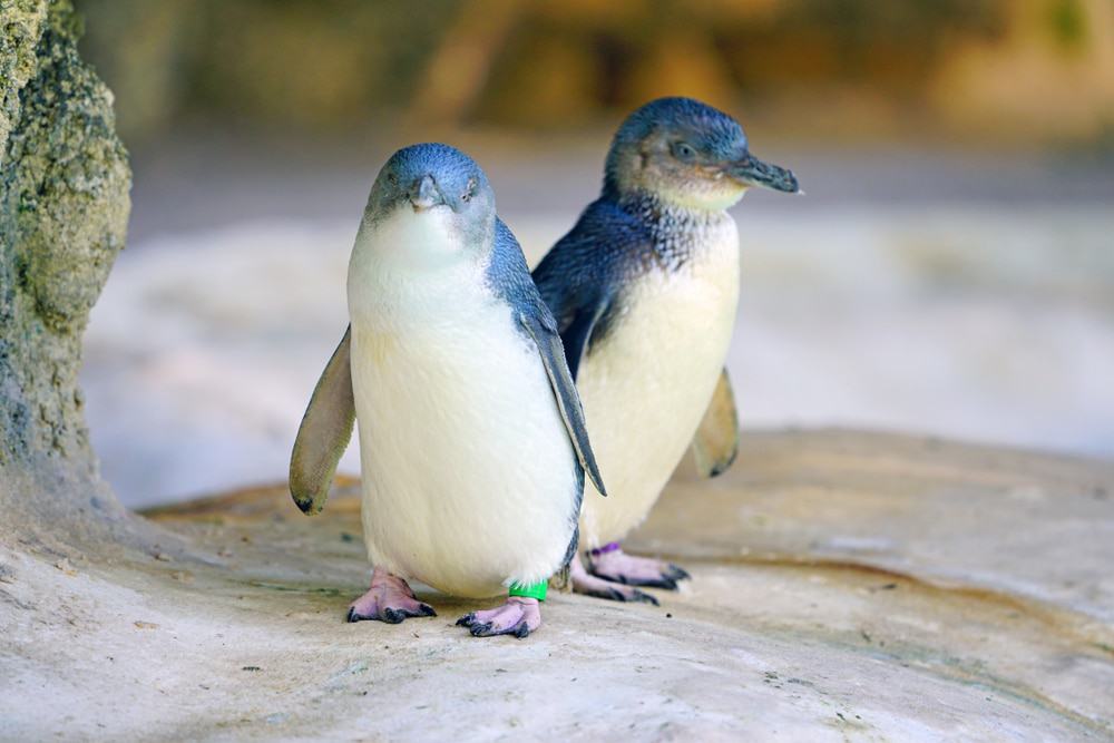 Penguin Spotting