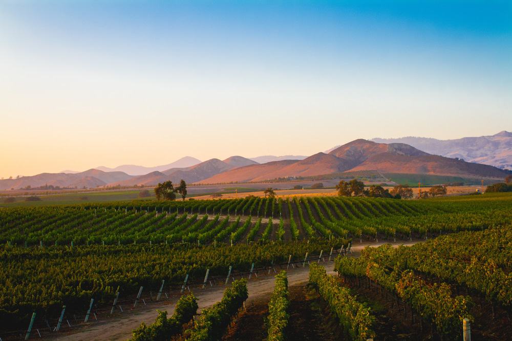 Santa Ynez Valley Wineries