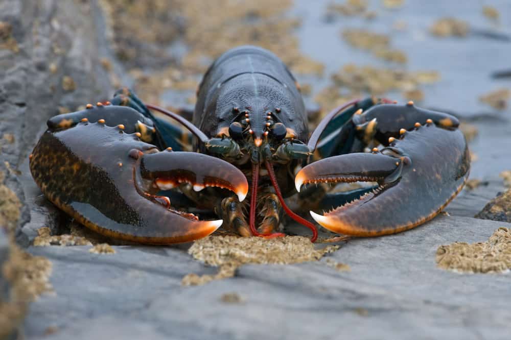 Seascope Lobster Hatchery