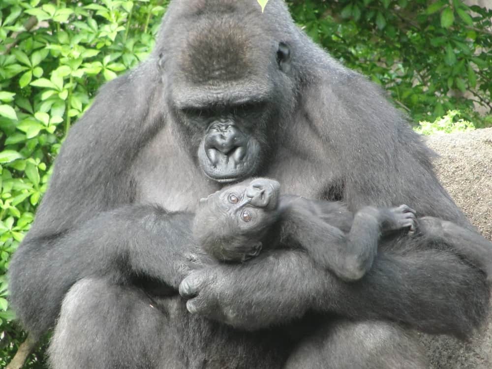 See endangered gorillas and more at the Cincinnati Zoo