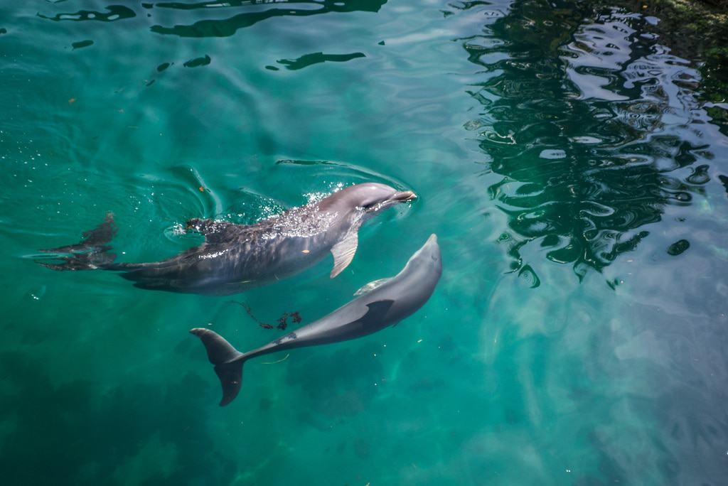 Swim with dolphins on Blue Lagoon Island