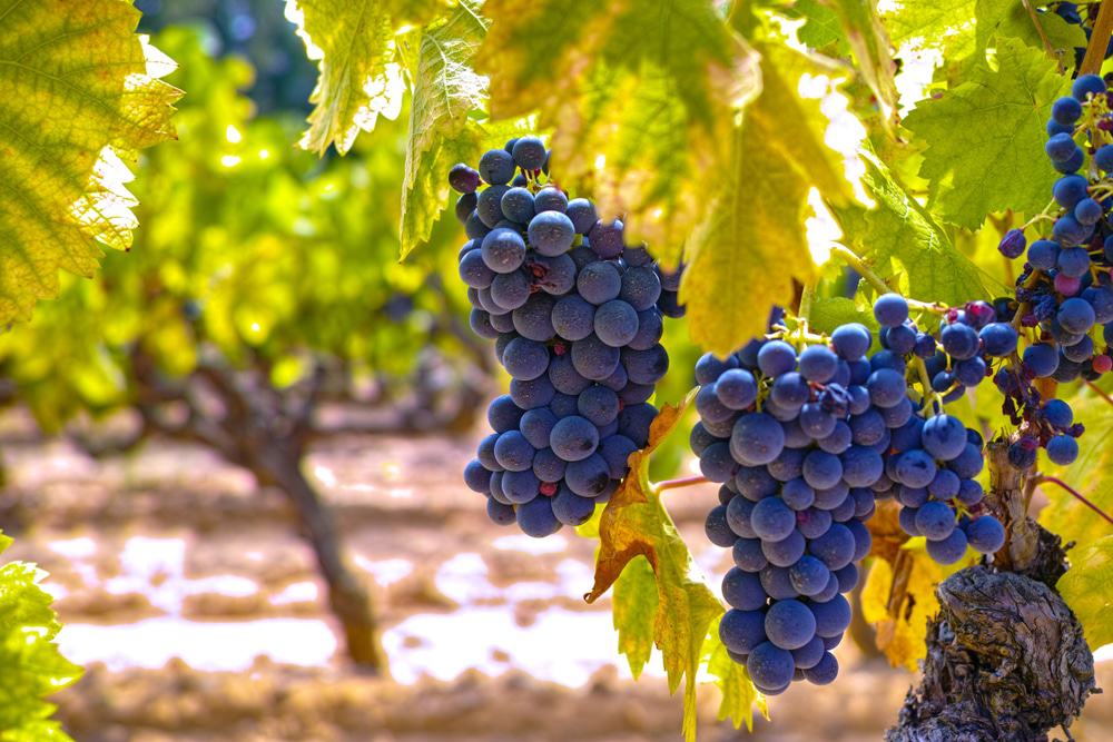 Take a Wine Tour of the Luberon Wine Region