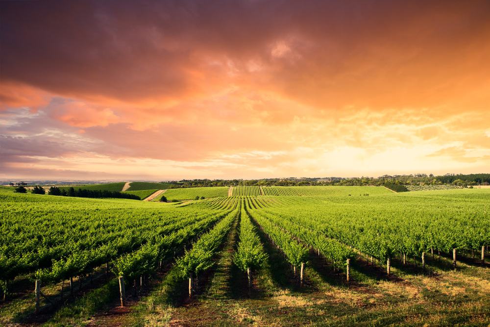 The Barossa Valley: Premium Wine Tour
