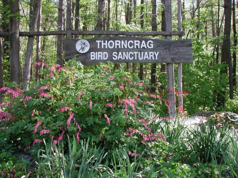 Thorncrag Bird Sanctuary